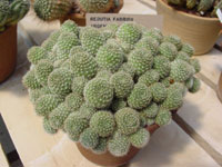 Rebutia fabrisii