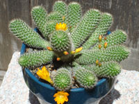 Rebutia fabrisii