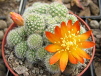 Rebutia fabrisii