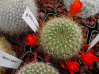 Rebutia fiebrigii