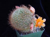 Rebutia fiebrigii