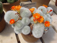 Rebutia fiebrigii