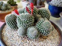 Rebutia fiebrigii