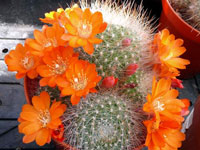 Rebutia fiebrigii