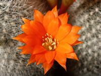 Rebutia fiebrigii