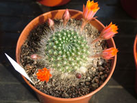 Rebutia flavistyla