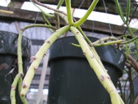 Rhipsalis floccosa