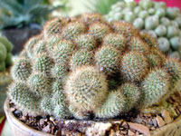 Rebutia fulviseta