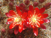 Rebutia fulviseta