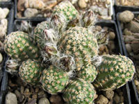 Rebutia gonjianii