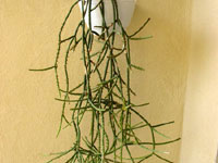 Rhipsalis grandiflora