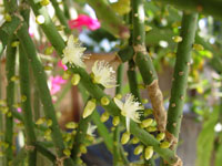 Rhipsalis grandiflora