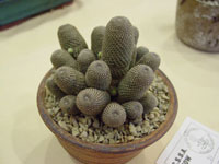 Rebutia heliosa