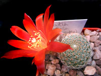 Rebutia heliosa