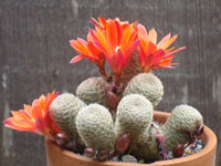 Rebutia heliosa