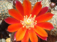 Rebutia heliosa