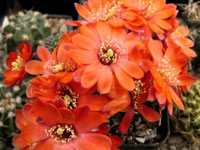 Rebutia huasiensis