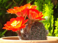 Rebutia huasiensis