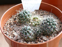 Rebutia leucanthema