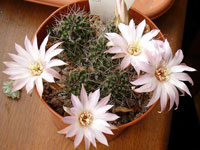 Rebutia leucanthema