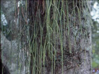 Rhipsalis lindbergiana