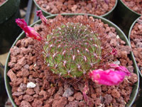 Rebutia mentosa