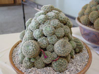 Rebutia mentosa