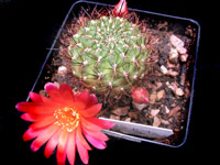 Rebutia mentosa