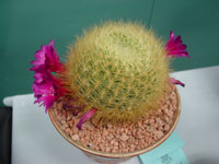 Rebutia mentosa