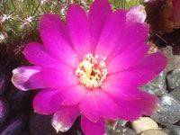 Rebutia mentosa