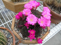 Rebutia mentosa