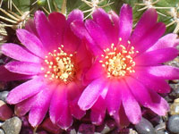 Rebutia mentosa