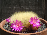 Rebutia mentosa