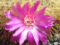 Rebutia mentosa