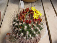 Rebutia neocumingii