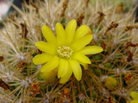 Rebutia neocumingii