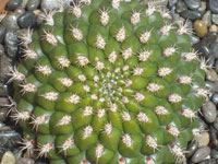 Rebutia neocumingii