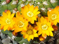 Rebutia neocumingii