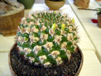 Rebutia neocumingii