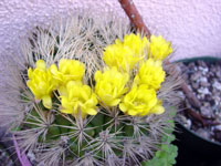 Rebutia neocumingii