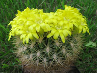 Rebutia neocumingii