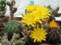 Rebutia neocumingii