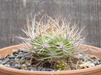 Rebutia neocumingii