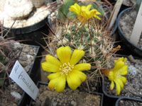 Rebutia neocumingii