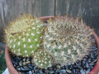 Rebutia neocumingii