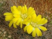 Rebutia neocumingii