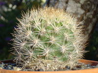 Rebutia neocumingii