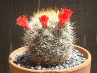 Rebutia neocumingii