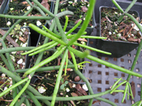 Rhipsalis neves-armondii