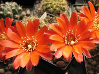 Rebutia nigricans